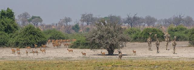 065 Botswana, Chobe NP.jpg